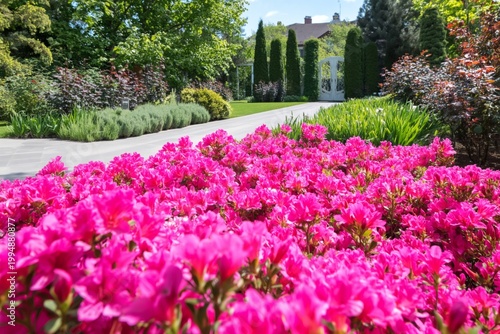 Bright Pink Flowers Bloom in a Garden Pathway on a Sunny Day in Spring
