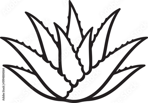 Minimal Aloe Vera Plant Line Art – Black Outline Botanical Illustration