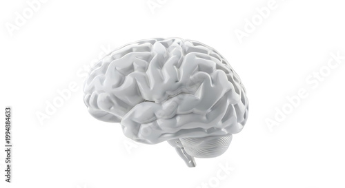 A detailed model of a human brain on a plain white background