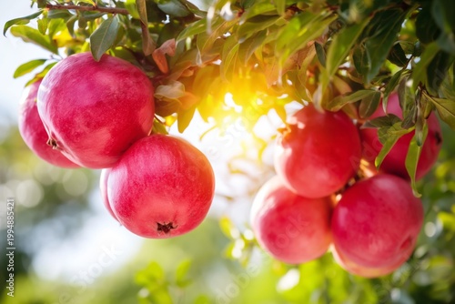 Ripe Pomegranates Hang on a Tree Branch in a Garden During Bright Daylight
