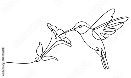 Elegant single line drawing of a hummingbird feeding from a flower.