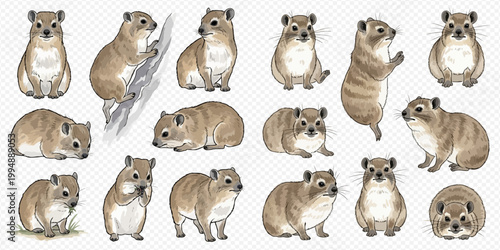 Set of cute rock hyrax illustrations in various poses, showcasing different behaviors and angles of the small mammal.
