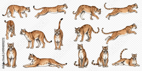 Set of cougar illustrations in various poses including walking, running, sitting, and lying down, showcasing the majestic wild cat.