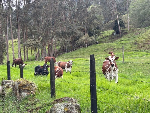 Vacas pastando en potrero en el campo verde