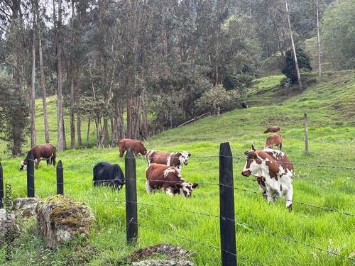 Ganado en el potrero hermoso