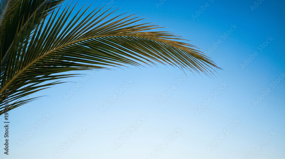 Fototapeta premium Palm tree leaf against a clear blue sky