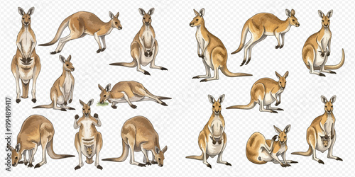 Set of realistic kangaroo illustrations in various poses on a transparent background, showcasing Australian wildlife.