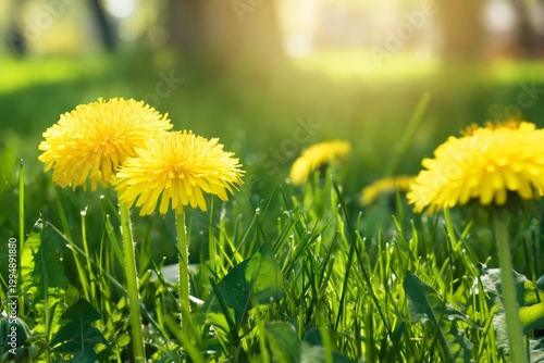 Bright Yellow Dandelions Grow in the Grass During a Sunny Afternoon in the Park