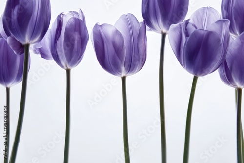 Violet Tulips Arranged With Green Leaves on a White Background During Daylight