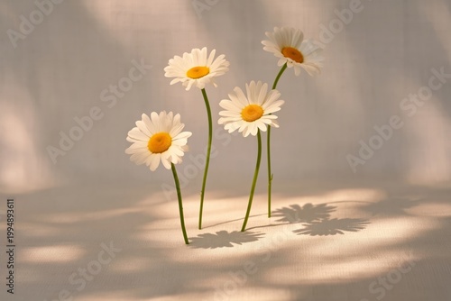 Daisies Stand Upright on a Surface Casting Soft Shadows in Natural Light Duri...