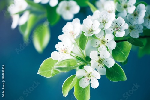 Beautiful White Flowers Bloom on Green Branches Under Clear Sky in Spring Season