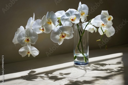 Orchids in a Vase With Sunlight Creating Shadows on a Wall