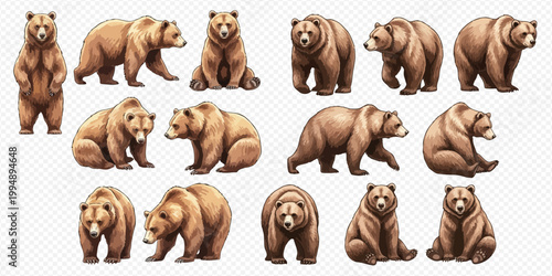 Collection of various brown bear illustrations in different poses, showcasing their natural behavior and characteristics.