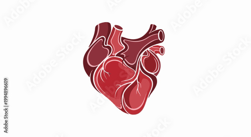 Stylized illustration of a human heart with detailed arteries and veins