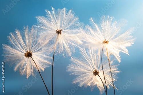 Cloud-like Flowers Sway in a Gentle Breeze at Sunset During a Warm Summer Eve...