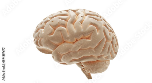 A detailed model of a human brain on a plain background