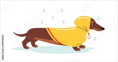 Cute dachshund wearing yellow raincoat in rainy weather. Flat vector illustration of sausage dog with hood, perfect for pet themed designs, autumn prints or playful graphics.