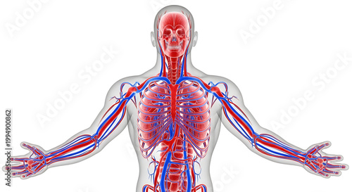 A detailed illustration of the human body's circulatory system with visible arteries and veins