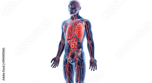 A detailed illustration of the human body's circulatory and skeletal systems