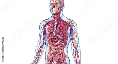 A detailed illustration of the human body's internal organs and circulatory system