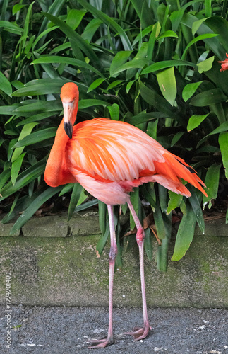 Flamingo pink beautiful standing bird