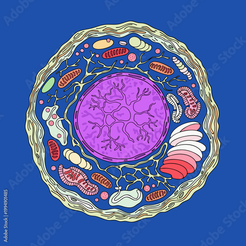 Microscopic Cell Structure with Nucleus and Membrane Biological Vector