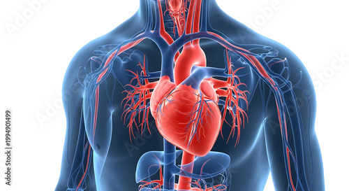 A detailed illustration of the human body's circulatory system with a focus on the heart and blood vessels.