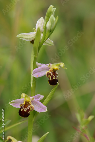 Foto Ophrys abeille (Ophrys apifera)
Ophrys apifera in flower