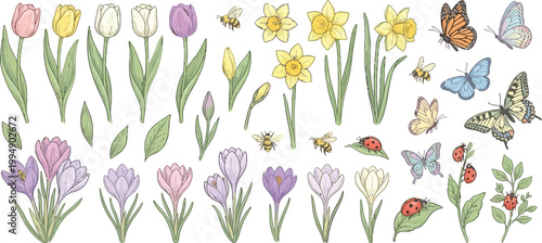 Spring flowers and insects collection of tulips daffodils crocuses ladybugs and butterflies isolated on transparent background.