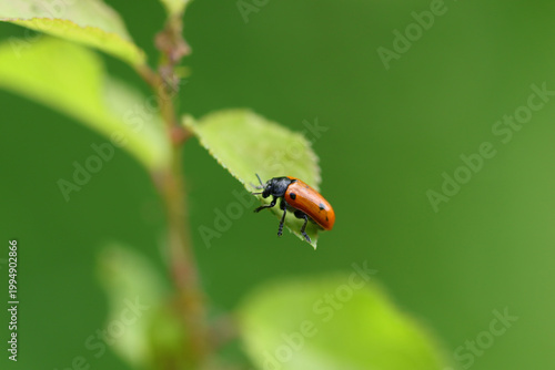 Clytre à petites taches (Clytra quadripunctata)
Clytra quadripunctata in its natural element
