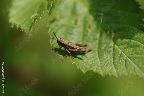 Foto Criquet des pâtures (Pseudochorthippus parallelus)
Pseudochorthippus parallelus