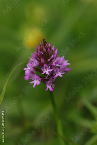 Принти на полотні Orchis pyramidal (Anacamptis pyramidalis)
Anacamptis pyramidalis in flower
