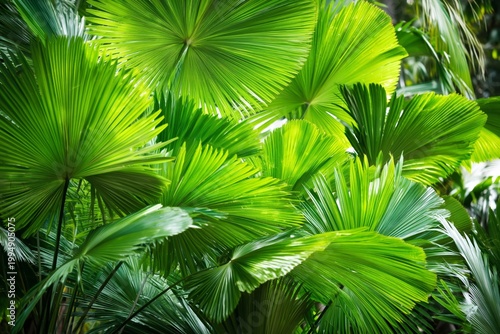 Palm Leaves Create a Green Backdrop in a Lush Garden Setting During Daytime