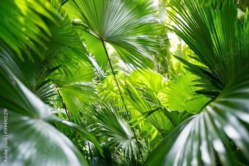 Palm Leaves Create a Green Backdrop in a Lush Garden Setting During Daytime