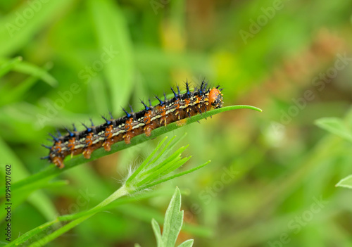 Buckeye butterfly caterpillar resting on a leaf