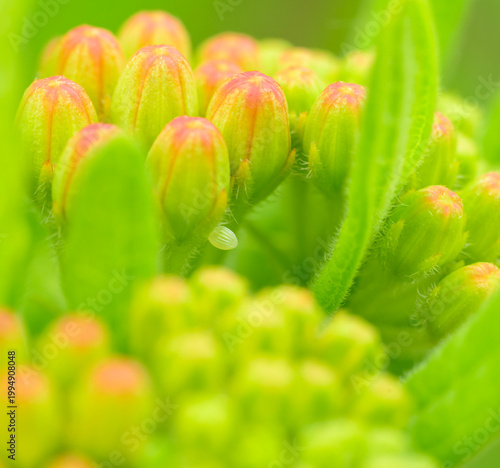 Tiny, light colored Monarch butterfly egg hidden under a Milkweed bud