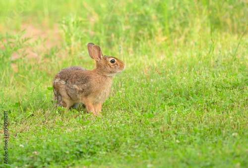 Eastern cottontail rabbit sitting in clover in a back yard in summer