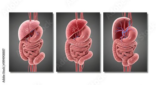 A detailed vector graphic illustration of the human digestive system showing three different views of the intestines and organs