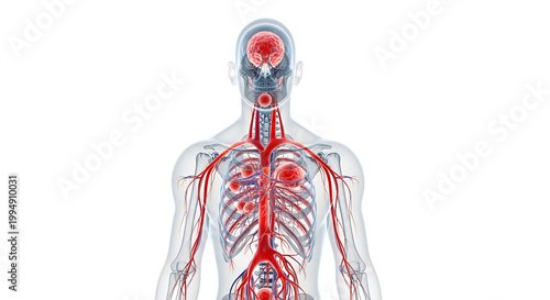 A detailed illustration of the human body's circulatory system with visible arteries and organs