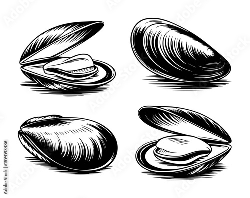 Black and white engraving style mussels, open and closed shells, isolated white seafood