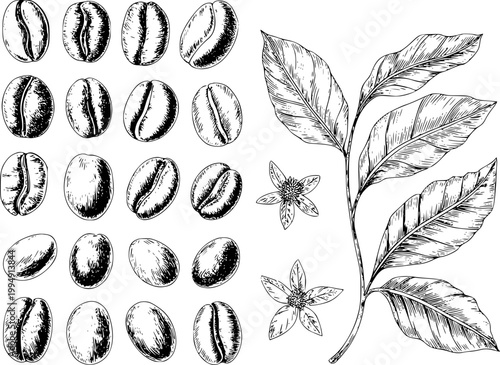 Hand-drawn coffee beans and branch with leaves and flowers, black and white