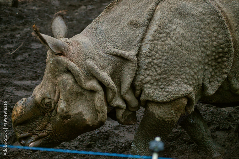 Fototapeta premium Close-up Portrait of an Indian Rhinoceros: Detailed View of Greater One-Horned Rhino (Rhinoceros Unicornis) Skin Texture and Horn, Wildlife and Conservation Concept in a Zoo Setting