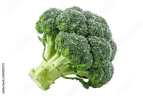 Fresh green broccoli head with water droplets