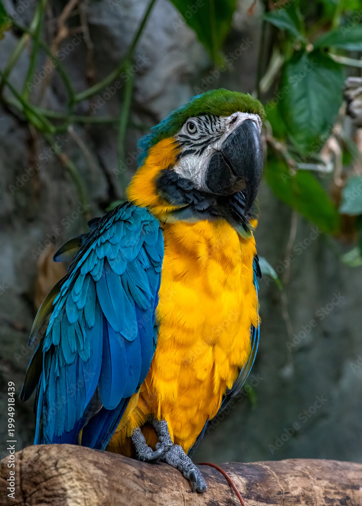 Obraz premium blue and gold macaw up close looking stunning in profile