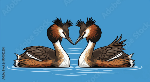 Two crested water birds facing each other with beaks nearly touching on blue water