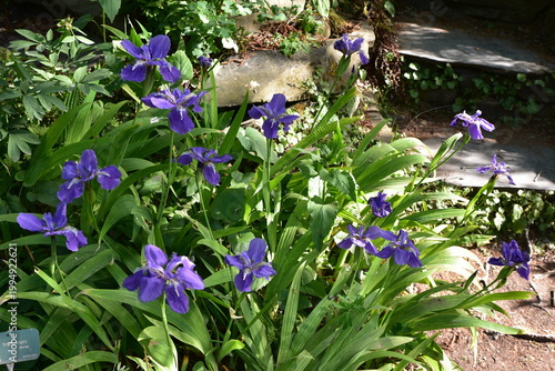Iris tectorum au printemps