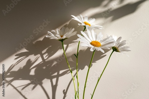 Bright White Daisies Stand Tall Against a Simple Wall With Shadows in the Aft...