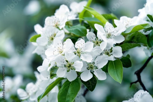Blossoms Appear on Pear Tree Branches in Spring Sunlight Near a Peaceful Gard...