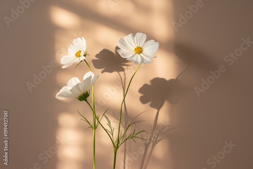 White Flowers Stand in Sunlight Casting Shadows on a Wall in a Bright Room