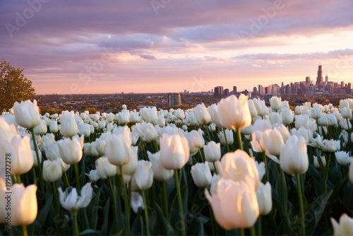 Flowers Bloom in the City With Tall Buildings Under a Colorful Sky at Dusk